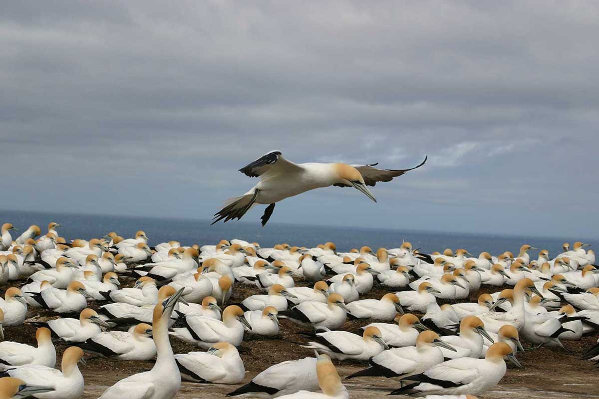 Gannet Safaris Overland to Cape Kidnappers