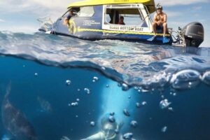 glass bottom boat Family Holiday Packages NZ
