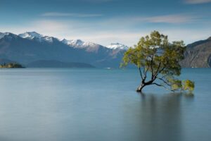 wanaka tree New Zealand Tour Packages