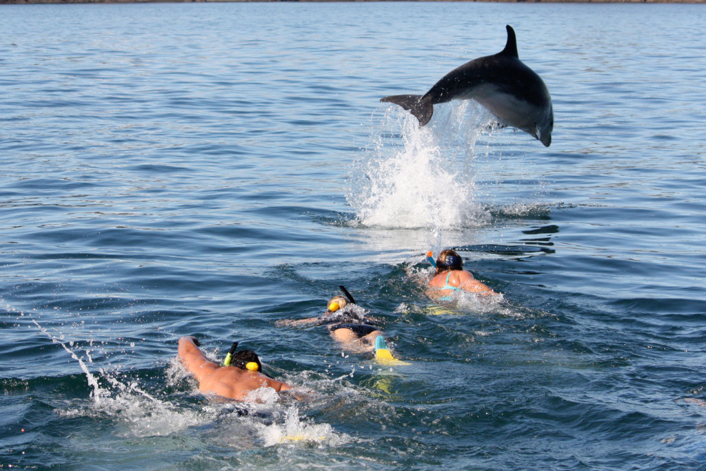 Swimming with the Dolphins Bay of Islands