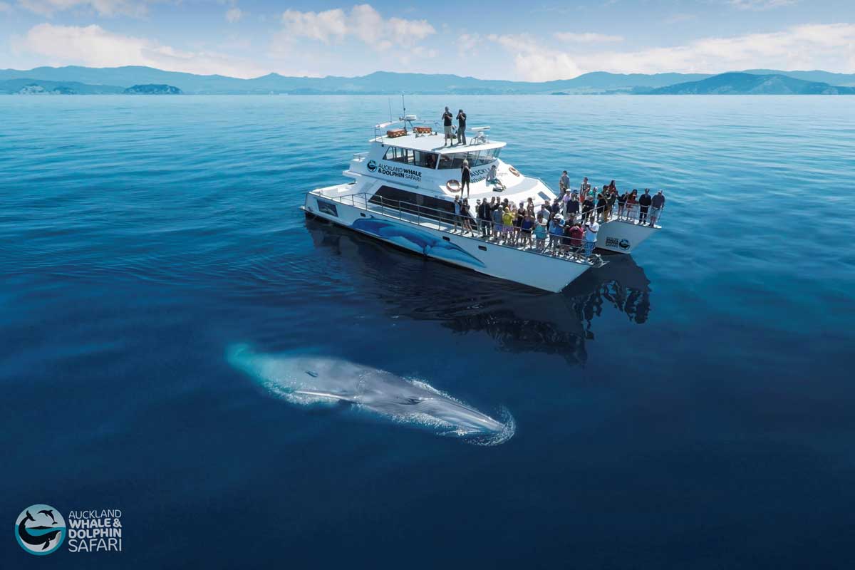 Auckland Whale & Dolphin Safaris
