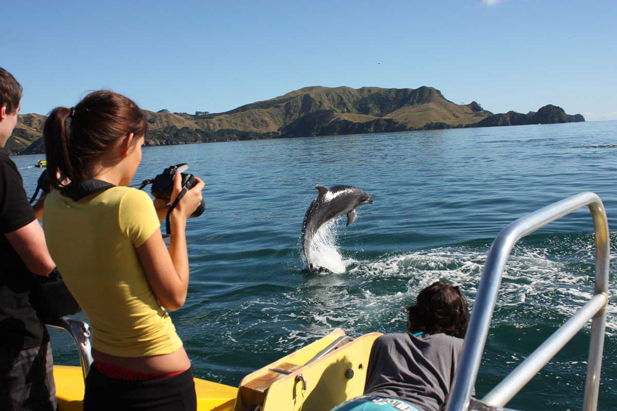 Discover the Bay Hole in the Rock Cruise | Explore NZ