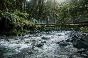 best hikes in new zealand hollyford track hiking tours