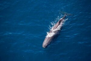 best place to go whale watching new zealand family holiday package