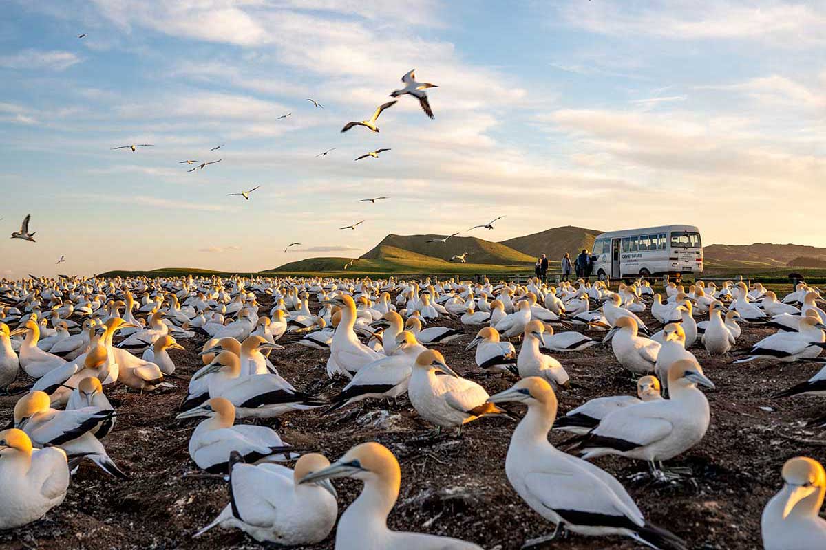 Gannet Safaris Overland to Cape Kidnappers