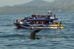 kaikoura whale watching New Zealand middle earth tour